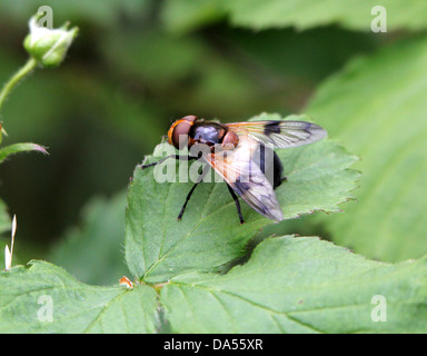 Volucella pellucens détaillées de macro, une grande variété hoverfly posant sur une feuille Banque D'Images