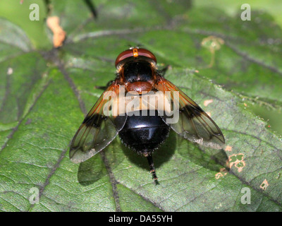 Volucella pellucens détaillées de macro, une grande variété hoverfly posant sur une feuille Banque D'Images