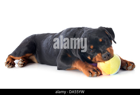 Portrait d'un chiot rottweiler jouer in front of white background Banque D'Images