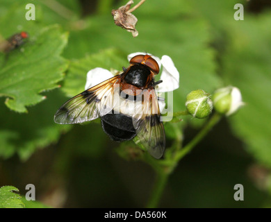 Volucella pellucens détaillées de macro, une grande variété de nourriture et posant hoverfly sur blackberry fleurs Banque D'Images