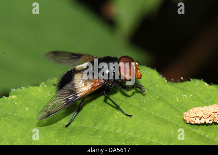 Volucella pellucens détaillées de macro, une grande variété hoverfly posant sur une feuille Banque D'Images