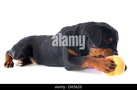 Chiot rottweiler pure race, jouant avec une balle in front of white background Banque D'Images