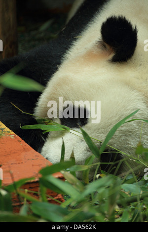 Sleeping Giant Panda mâle (Ailuropoda melanoleuca) Banque D'Images