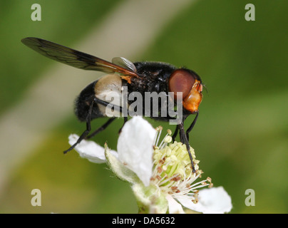 Volucella pellucens détaillées de macro, une grande variété de nourriture et posant hoverfly sur blackberry fleurs Banque D'Images