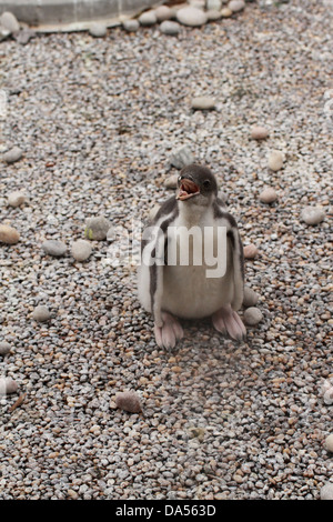 Gentoo pingouin bébé (Pygoscelis papua) Banque D'Images