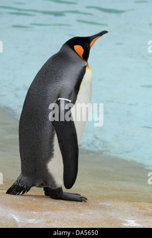 Manchot royal (Aptenodytes patagonicus) en captivité Banque D'Images