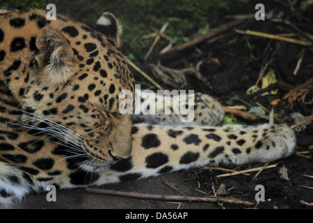 L'Amur couchage Léopard (Panthera pardus orientalis) Banque D'Images