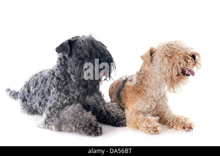 Et lakeland terrier Kerry blue terrier in front of white background Banque D'Images