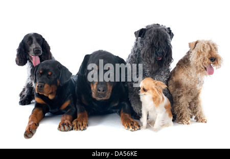 Six chiens de race in front of white background Banque D'Images