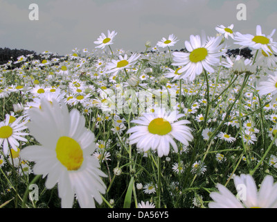 Plantes, fleurs, gazon, prairie de fleurs, marguerites, champ de fleurs, Banque D'Images
