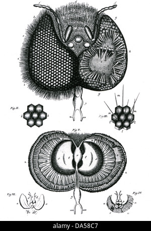 JAN SWAMMERDAM (1637-1680) biologiste néerlandais. L'œil composé de l'abeille de son Biblia Naturae Banque D'Images