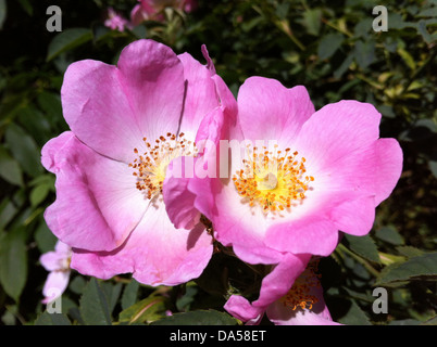 DOG ROSE rosa canina dans le Berkshire, en Angleterre. Photo Tony Gale Banque D'Images