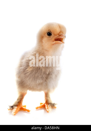 Un petit poussin de silkie bantam sur fond blanc Banque D'Images