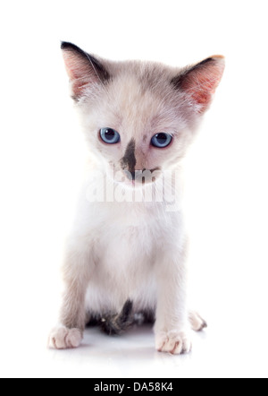 Beau chaton siamois pure race, in front of white background Banque D'Images