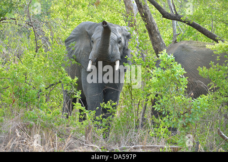 Bush de l'Afrique de l'Ouest - l'éléphant l'éléphant de savane - Bush elephant (Loxodonta africana) reniflant avec son tronc NP de la Pendjari Bénin Banque D'Images