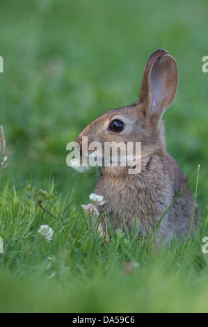 Lapin européen (Oryctogalus cuniculus) manger du trèfle fleur Banque D'Images