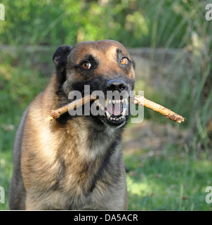 Photo d'un chien de berger belge malinois pure race en colère Banque D'Images