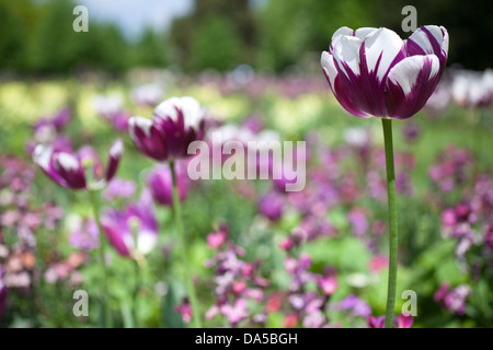 Tulipes violet et blanc, Christ's pieces park Cambridge en Angleterre, Royaume-Uni Banque D'Images