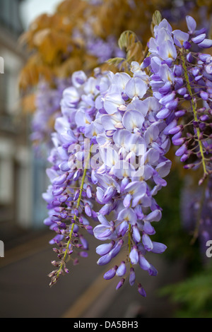 Glycine japonaise, fleurs violettes sur la rue Cambridge Banque D'Images