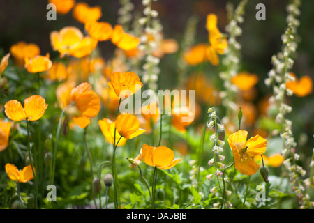 Escholtzia californica 'California poppies' fleurs jaune Banque D'Images