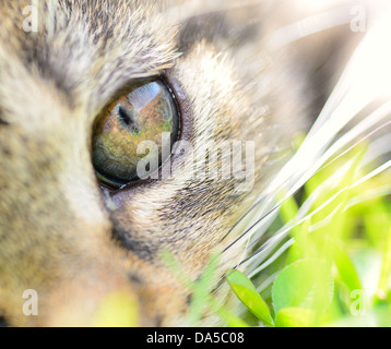 Closeup shot of young cat's eye. Banque D'Images