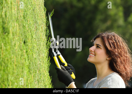 Close up d'un jardinier woman pruning un cyprès avec un ciseaux, élagage Banque D'Images