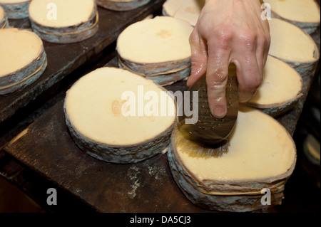 La Suisse, l'Europe, Vaud, Saint George, de l'alimentation, du fromage, de la tradition, fromagerie, craft, AOC, Vacherin, Mont-d'Or, le lait produit, Banque D'Images