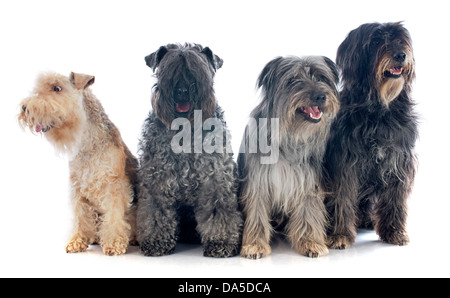 Portrait d'un Berger des Pyrénées, terrier kerry blue terrier lakeland et devant un fond blanc Banque D'Images