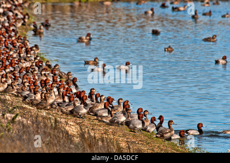 Des fuligules, Aythya americana, Padre Island National Seashore,,, Texas, USA, United States, Amérique, canards, oiseaux, Swarm Banque D'Images