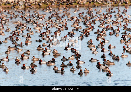 Des fuligules, Aythya americana, Padre Island National Seashore,,, Texas, USA, United States, Amérique, canards, oiseaux, Swarm Banque D'Images