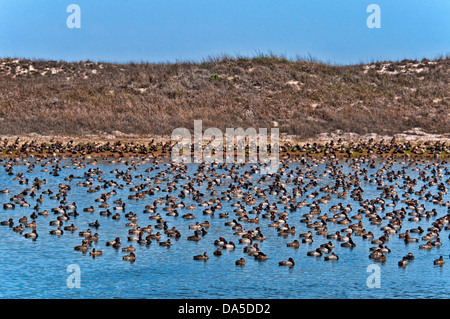 Des fuligules, Aythya americana, Padre Island National Seashore,,, Texas, USA, United States, Amérique, canards, oiseaux, Swarm Banque D'Images