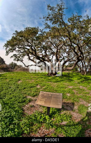 Géant, chêne, bois, arbre, Goose Island State Park, Texas, USA, United States, Amérique, sign Banque D'Images