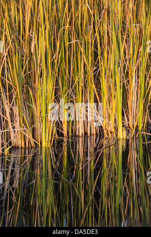 Roseaux reflétée dans un étang d'eau à Springbrook Nature Center. Banque D'Images