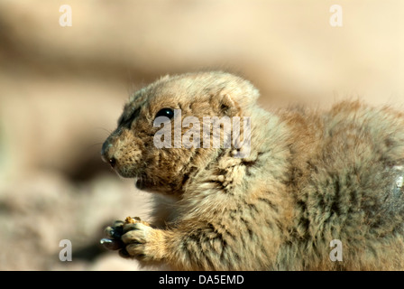 Chien de prairie blacktail, Cynomys ludovicianus, animal, le chien de prairie Banque D'Images