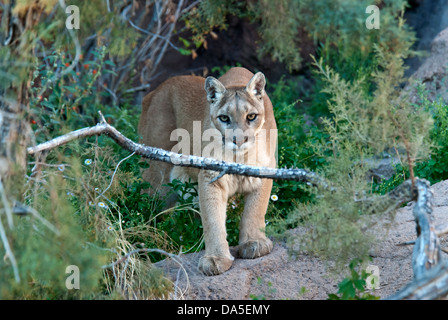 Mountain lion, felis concolor, lion, animal, USA, United States, Amérique, Banque D'Images