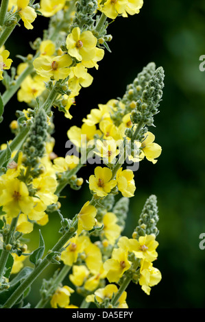 Verbascum thapsus (Molène Thapsus Mullein) ou conjoint de fait Banque D'Images