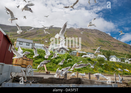 Troupeau de mouettes à tête noire par l'ère de l'hareng Museum à Siglufjordur, Islande Banque D'Images