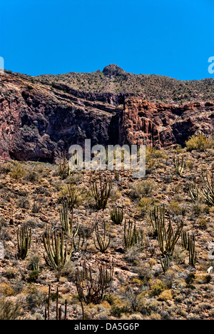 Tuyau d'orgue, cactus Stenocereus thurberi, Sonora, desert, Arizona, USA, United States, Amérique, cactus, Banque D'Images