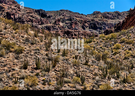 Tuyau d'orgue, cactus Stenocereus thurberi, Sonora, desert, Arizona, USA, United States, Amérique, cactus, Banque D'Images