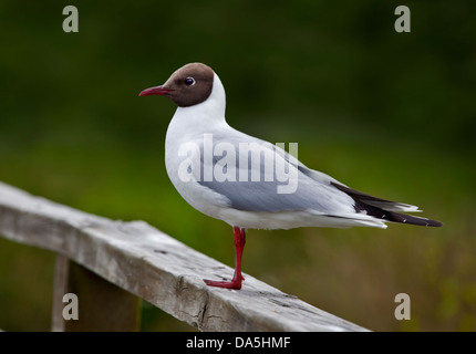 Mouette à tête noire (Larus ridibundus), WWT Arundel, Sussex, Angleterre Banque D'Images