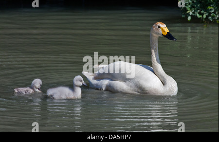 Le cygne de Bewick (Cygnus columbianus bewickii) et Cygnets WWT, Arundel, West Sussex, Angleterre Banque D'Images