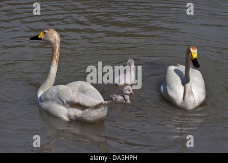 Le cygne de Bewick (Cygnus columbianus bewickii) et Cygnets WWT, Arundel, West Sussex, Angleterre Banque D'Images