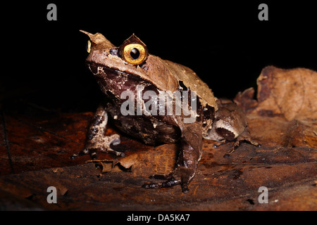 Montane horned frog endémique à Mt Kinabalu Sabah Malaisie, Bornéo Banque D'Images