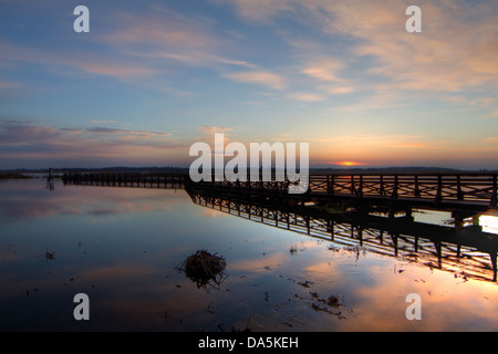 Atteint d'une promenade dans la plaine d'inondation et les marais de la rivière Narew près du Parc National de Bierbrza en Pologne Banque D'Images