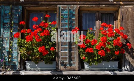 Affoltern, ferme, floral, décoration, Emmental, fenêtre, volet, géraniums, maison en bois, Häusernmoos, canton de Berne, Berne, Re Banque D'Images