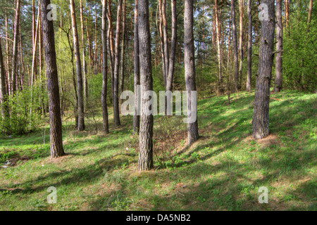 La lumière du soleil tôt le matin jette de grandes ombres des pins peuplant les forêts du Parc National de Bierbrza en Pologne Banque D'Images