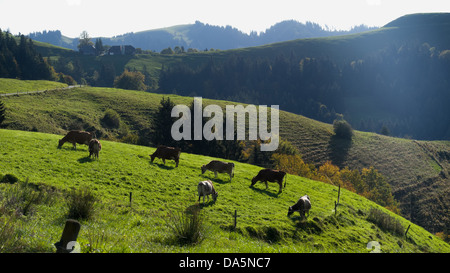 Paysage de montagne, Emmental, hill paysage, canton de Berne, Berne, vache, vaches, paysages, agriculture, Langnau, Lüderenalp, lait de vache, d Banque D'Images