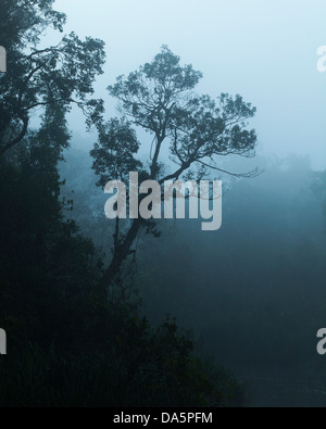 Forêt tropicale le long de la rivière Sekonyer dans la brume matinale, province centrale de Kalimantan, Bornéo, Indonésie Banque D'Images