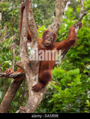 Orangutan sauvage de Bornean (Pongo pygmaeus) assis sur un arbre dans la forêt tropicale de Bornean. Espèces en danger critique d'extinction Banque D'Images