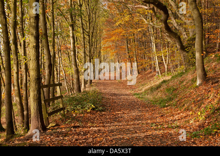 La lumière du soleil d'automne pommelé sur tranquille, déserté chemin couvert en orange brown feuilles tombées dans la ville pittoresque de Woodland - Lindley Wood, North Yorkshire, Angleterre, Royaume-Uni. Banque D'Images